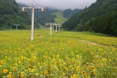 ［08］立山山麓スキー場の「ヒマワリ」