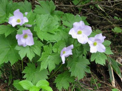 夏の北アルプス２００８～花の爺ガ岳（2,670m）