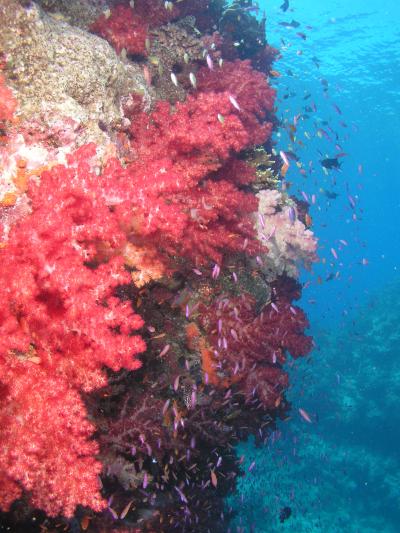 フィジーの海の魅力 ベンガラグーン
