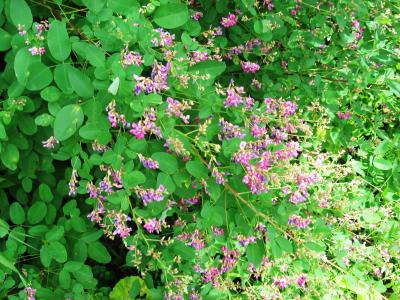 夏休み～戸隠３泊４日―８月２６日から２９日～野草探し?