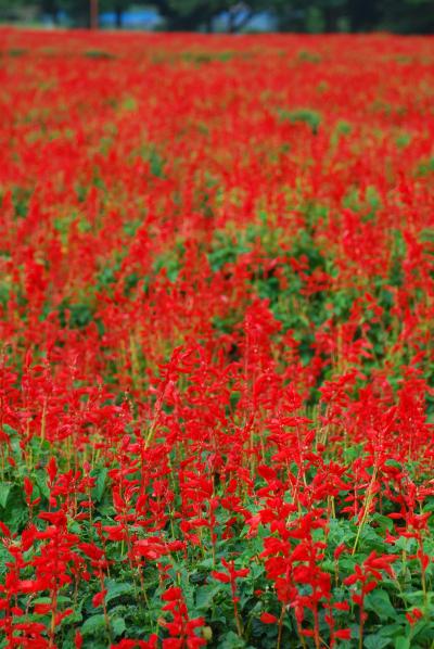 赤い絨毯サルビアが広がる花の丘