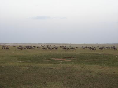 初めてのケニアの旅～アンボセリ国立公園～