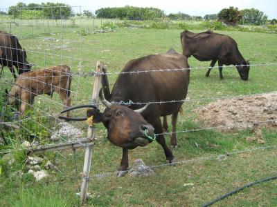 黒島のひょうきん牛とヤギ　八重山　黒島・パナリ旅行記　2008年8月その8