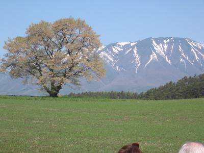 一本桜