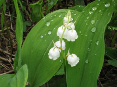 Ｍｒ．チャングムの小さな旅。日本花の百名山｢入笠山」ハイキング