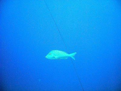 2008 秋　慶良間諸島ダイビング（１本目）