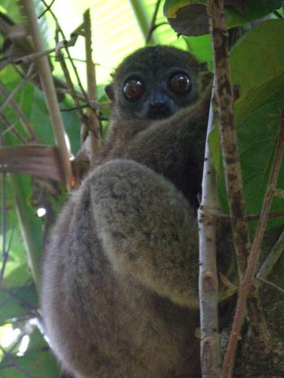 マダガスカルのキツネザル（ノシベ）