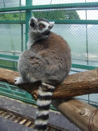 那須でサルとふれあう