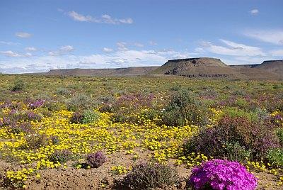 南アフリカ・ナマクワランド　花のある景色