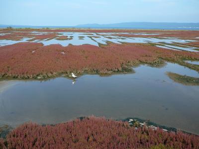 ちょっと早かったかも?北海道道東サンゴ草巡りの旅