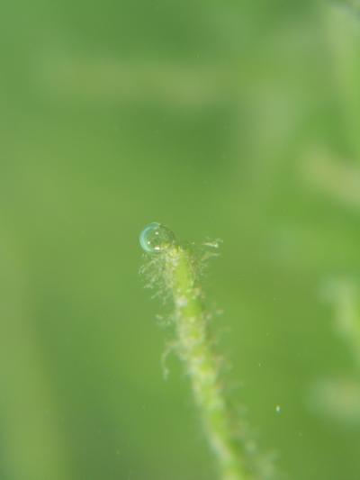 フィジーの海の魅力 コーラルコースト