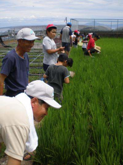 南島原市滞在記　２：農作業体験?