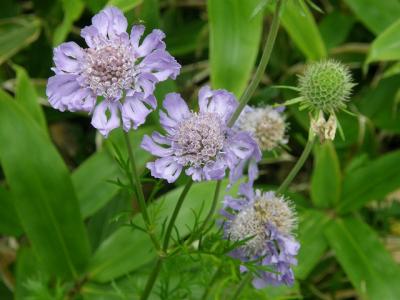 黒斑山から初秋を感じて・・高山植物編