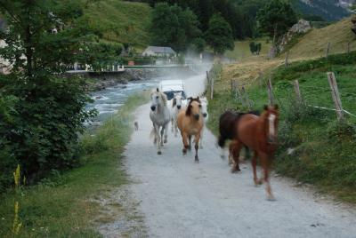 ピレネー・森と谷と水を巡る旅２０　回送’馬’が通過しま～す