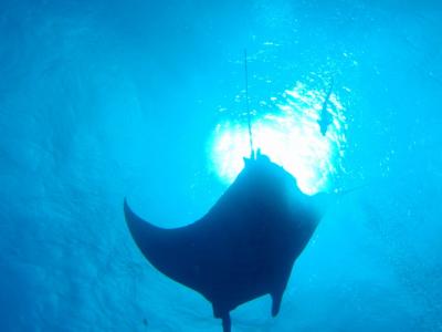 ★また・いっちゃいました。マンタに会いに~★