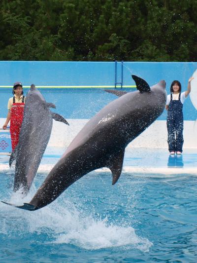 「 マ リ ン ピ ア 日 本 海 」 の 旅  ＜ 新潟県新潟市中央区 ＞