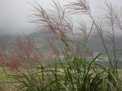 仙石原のすすき