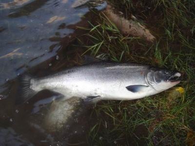 三度、コディアックへ