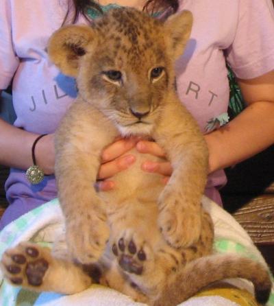 富士山と富士サファリパークの旅　２／２