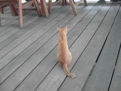 2006年8月，カンボジア・タイ旅行記（3）