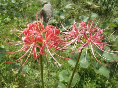 雲南ー貴州高原へ秋の花を探す