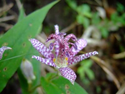 金時山ハイキング☆