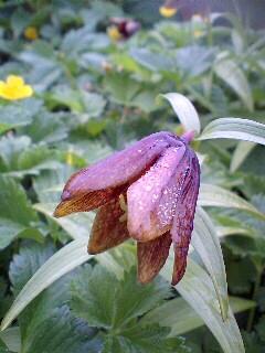 金沢・白山 旅行