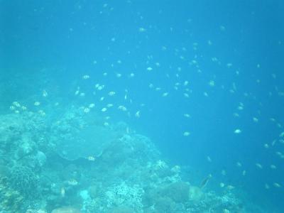 フィリピン、セブ島とボホール島