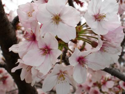  佐賀 ( 小城公園 ) 花見旅行