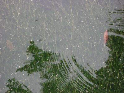 名水の醒ヶ井～梅花藻