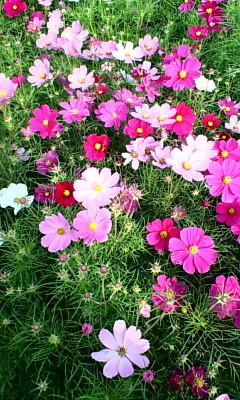 秋・あけぼの山公園