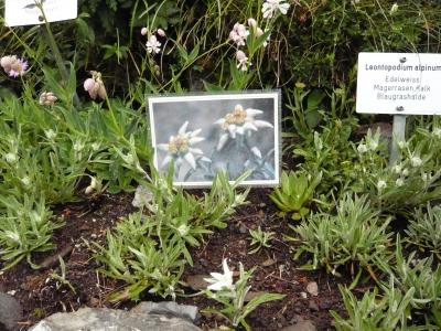 初★スイスしてきました！?　小雨のシーニゲ・プラッテ高山植物園編