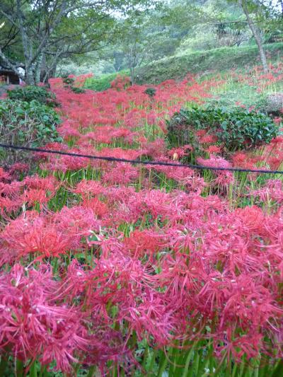 彼岸花で真っ赤に染まる「仏隆寺」（奈良県宇陀市榛原区）