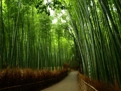 処暑の京都[1]雨の嵐山---天龍寺～大河内山荘