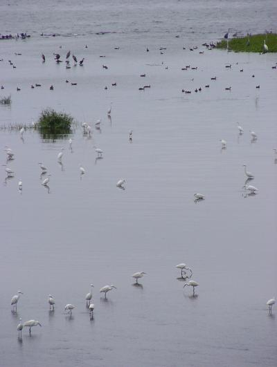 近江路・秋の湖岸