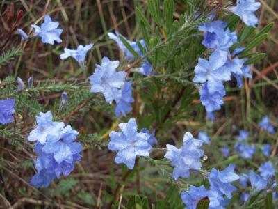 花盛りのパース・大自然満喫旅　【１】ピナクルスとワイルドフラワー