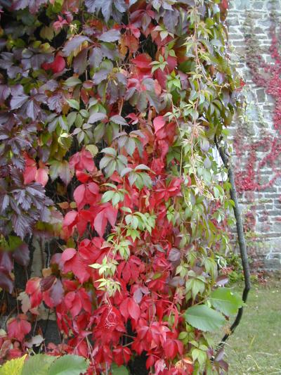 ローレンシャン高原の四季便り(2008年秋、9~10月)