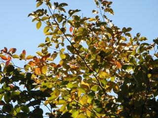 紅葉がはやまりそう?