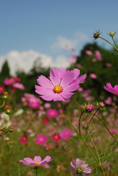 秋桜を満喫しに...里山の秋