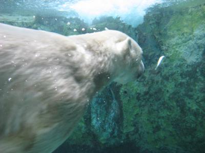 秋の旭山動物園と旭川散策