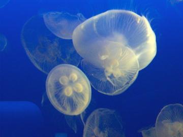 ふらり新江ノ島水族館