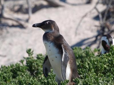 ペンギンのいるケープタウン