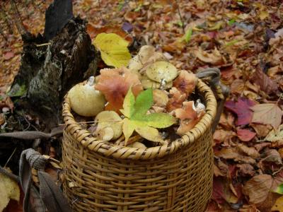 戸隠の錦秋の彩りを求めて・・・
