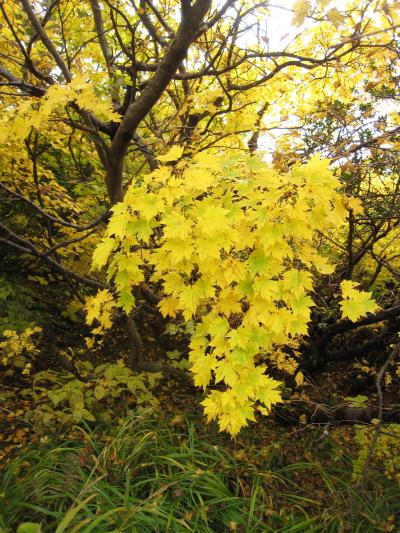 紅葉の栗駒