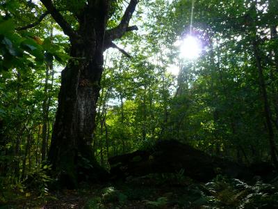 旅に出よう~白神山地編
