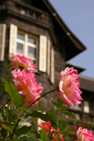 西洋と日本が調和する「旧古河庭園」の秋薔薇