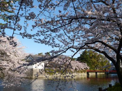 ２００８年４月１日　小田原城お堀の桜
