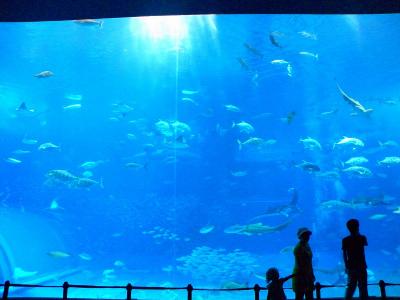 沖縄旅その６★美ら海水族館（いろんな水槽編）