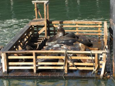 はじめての西海岸!ANAビジネスクラスで行ったサンフランシスコ一人旅 その3