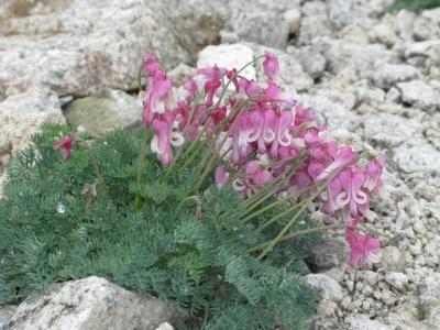 夏の北アルプス2008～百花繚乱の唐松岳（2,696ｍ）